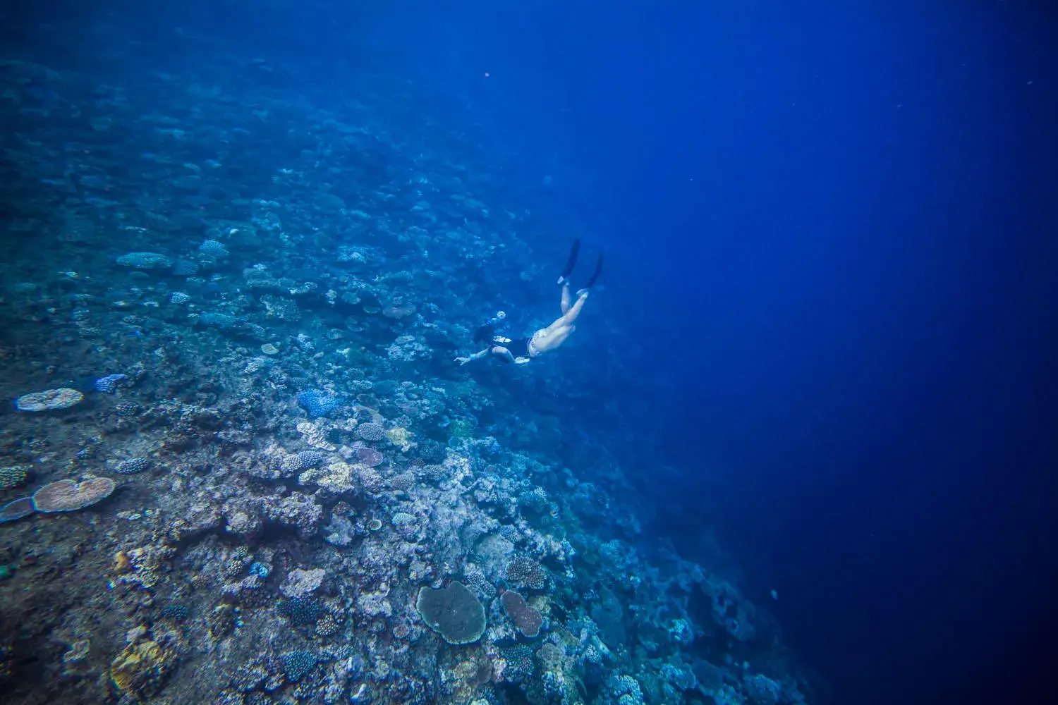 Freediving coral reef
