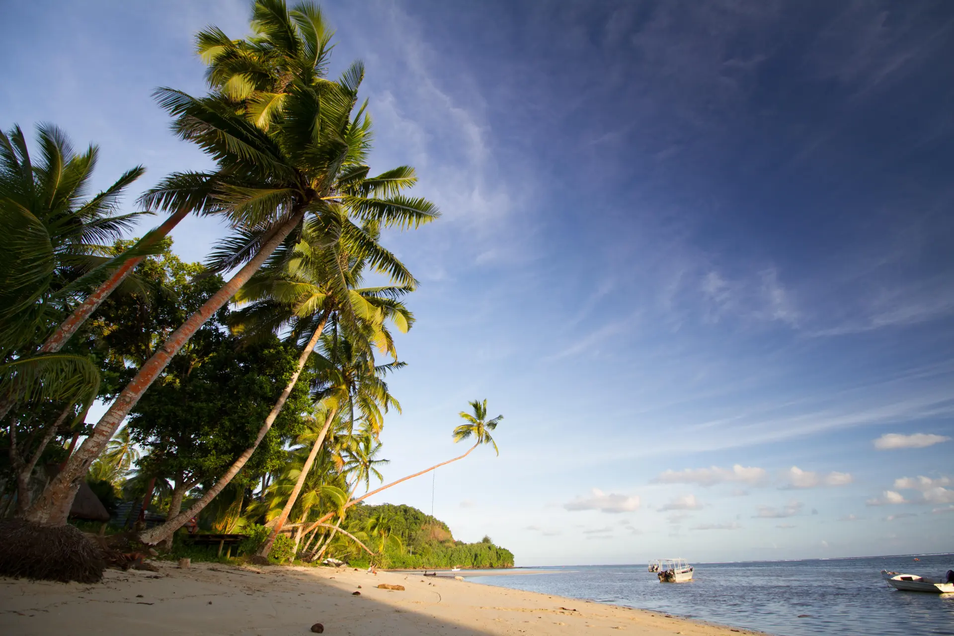 Beach with palm trees